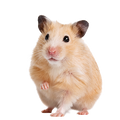 Hamster