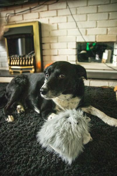 Myrtle Monster Halloween Dog Toy