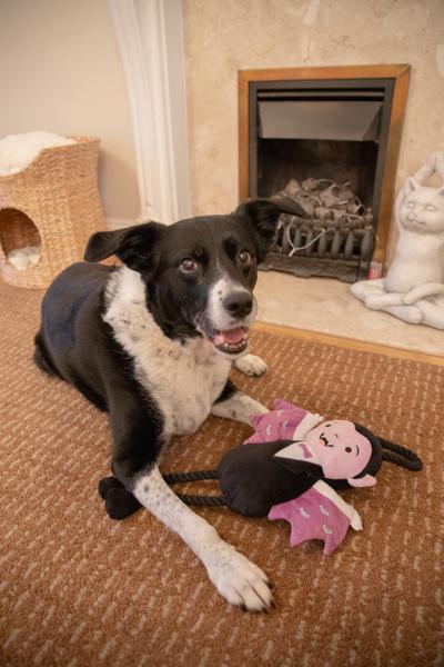 Victor Van Vampire Halloween Dog Toy Large 54cm