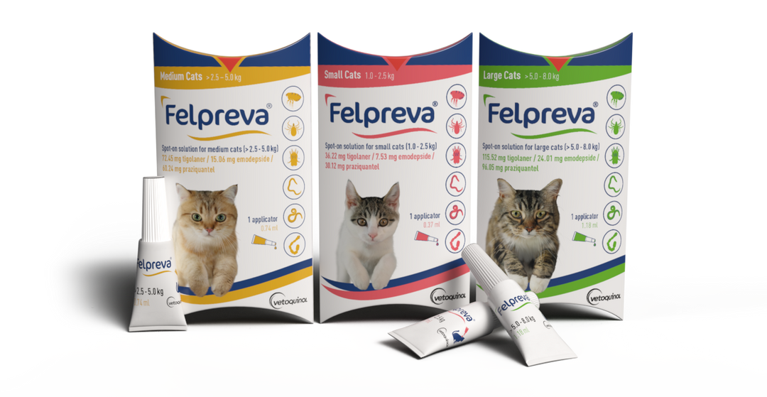 Flea Treatment For Cats Tick Treatment For Cats VetMediUK