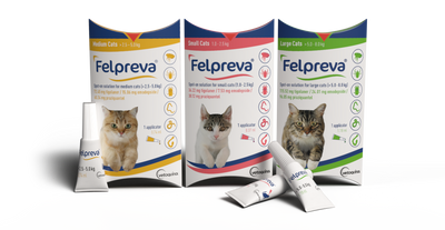 Flea Treatment For Cats Tick Treatment For Cats VetMediUK