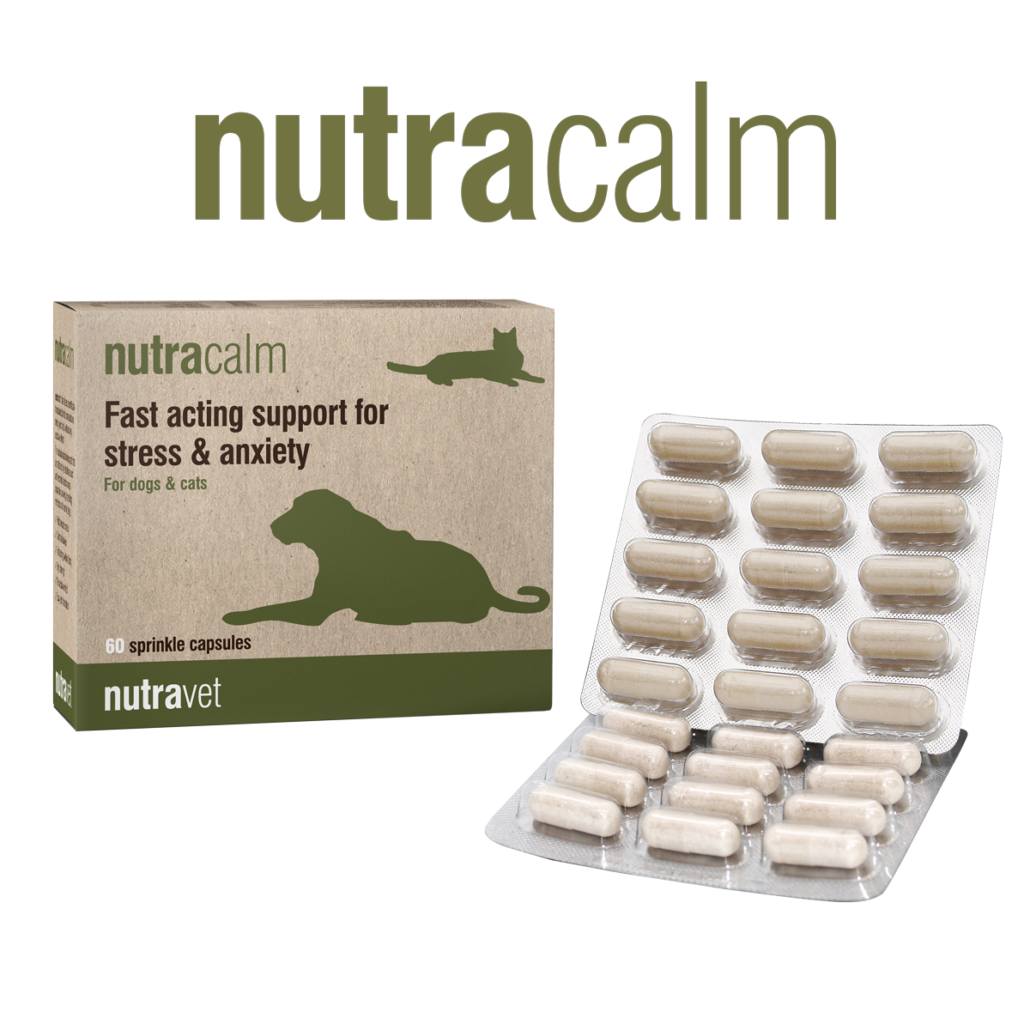 Best cat anti anxiety medication online